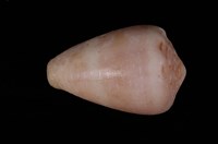 藏品(花冠芋螺)的圖片